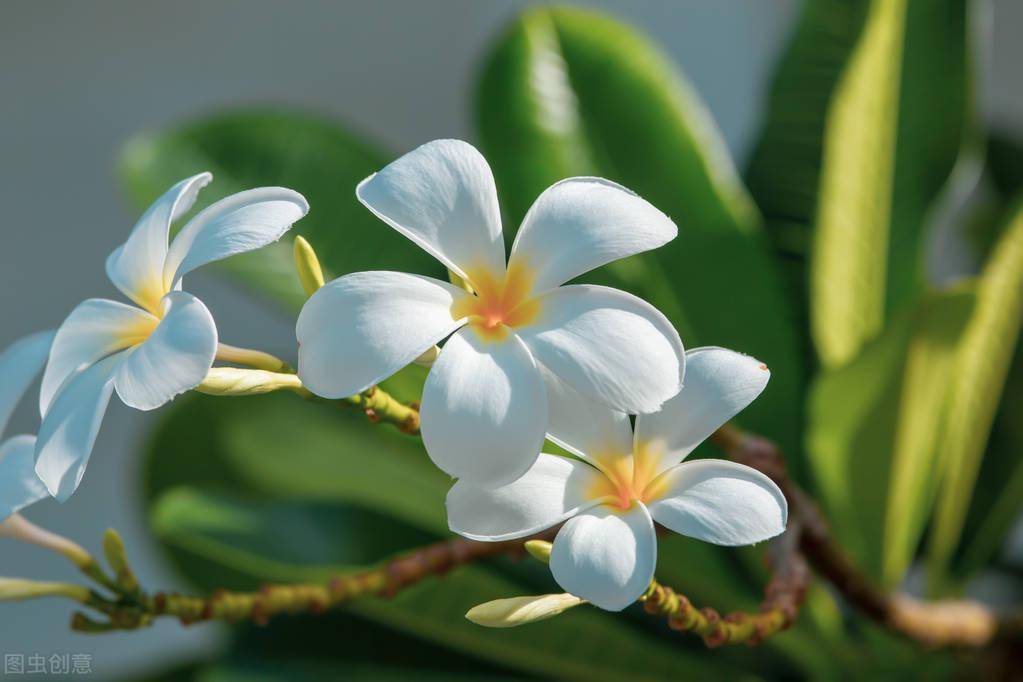 人不善赏花 只爱花之貌 来赏国花 哪种最美 象征 素馨花 国家