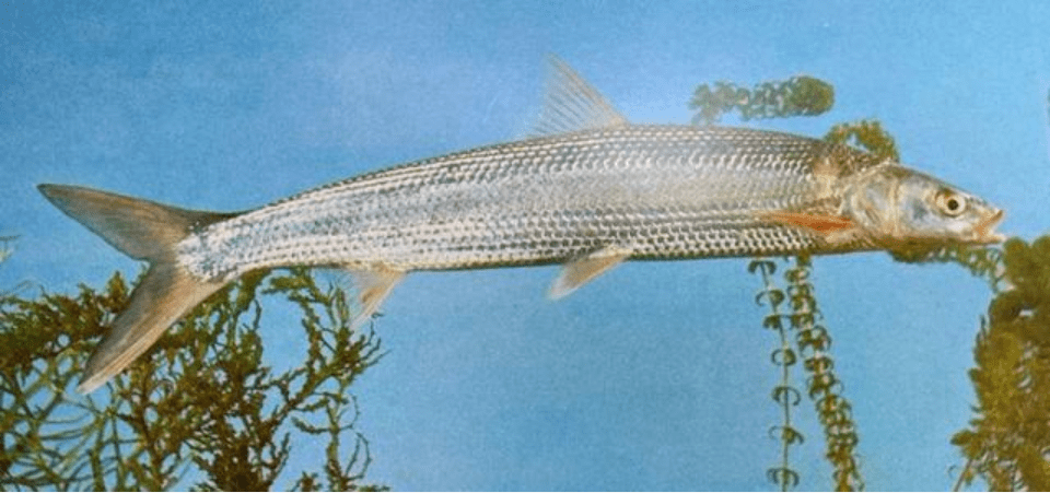 从无鱼可捞到神秘物种鳤鱼再现十年禁捕初现成效