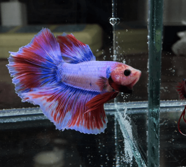 原创斗鱼会吃小鱼吗斗鱼能长多大