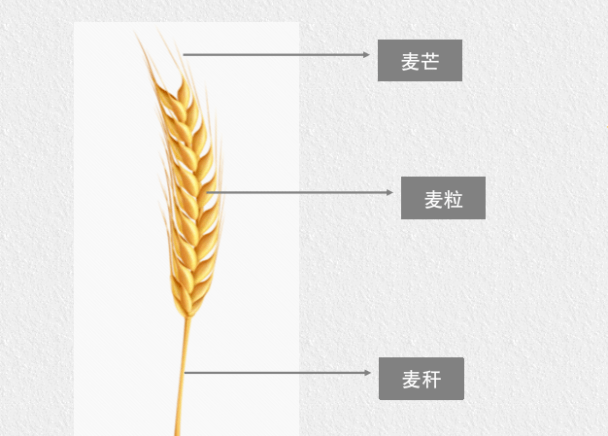 小麦小穗及小花组分图图片