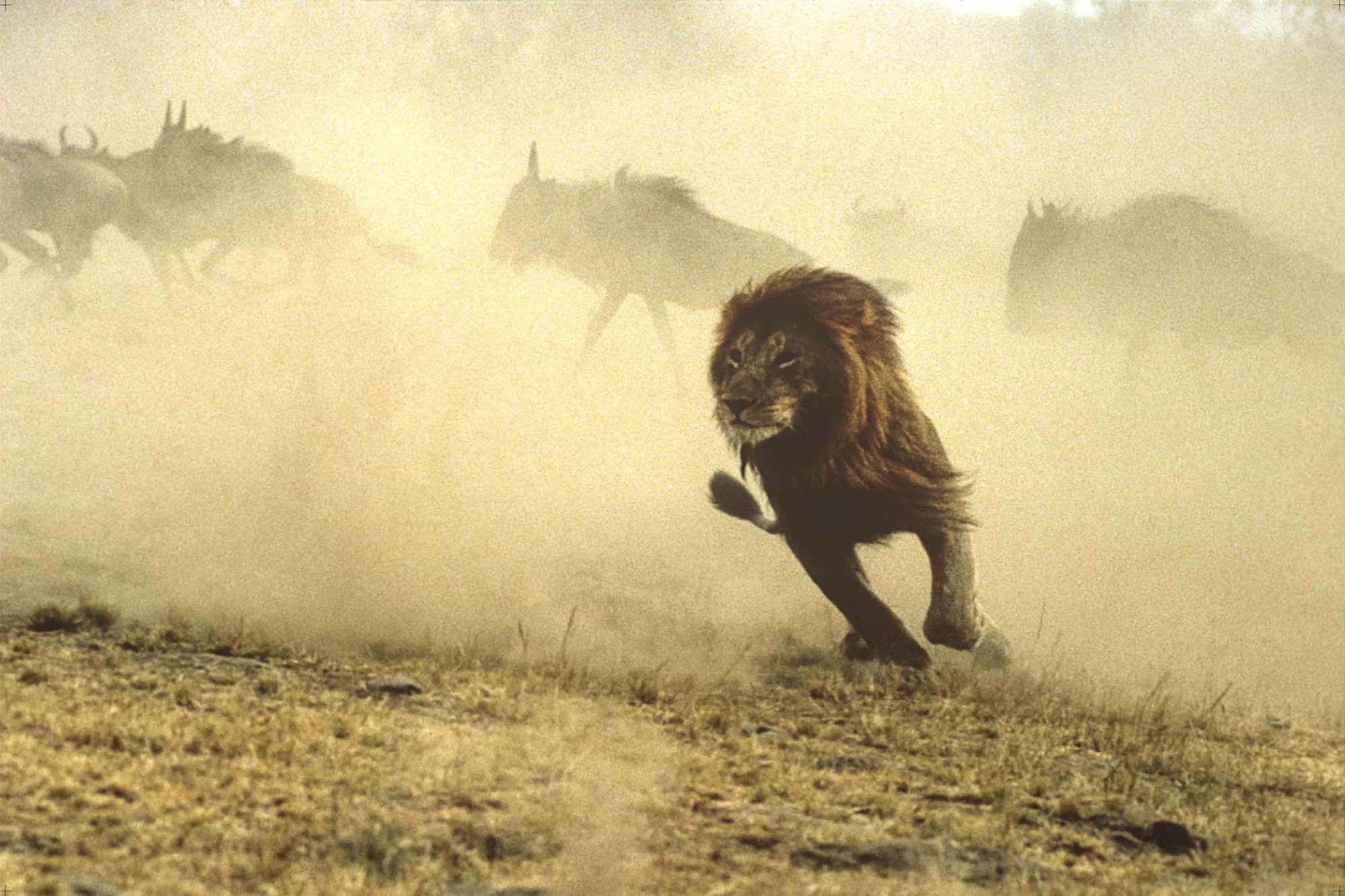 觉得它没有老虎跑得快,但根据统计数据显示,狮子的时速能够达到80