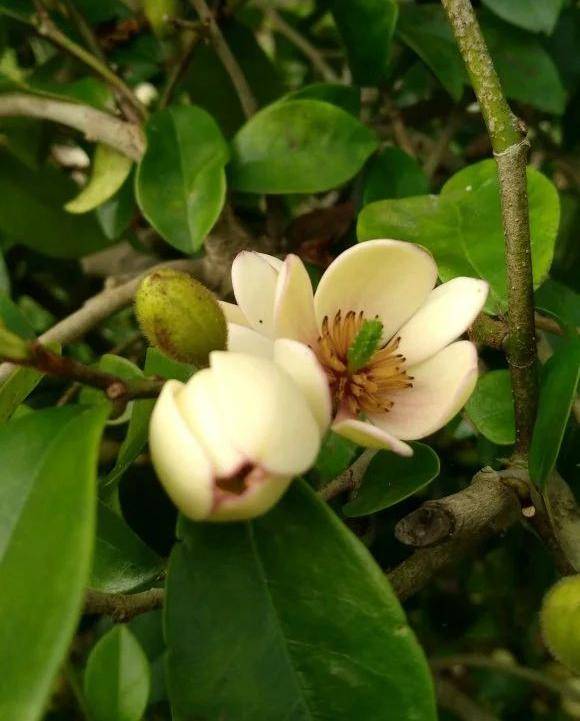 原创5种清香花阳台养一盆芬芳不断家里清香四溢异味全无