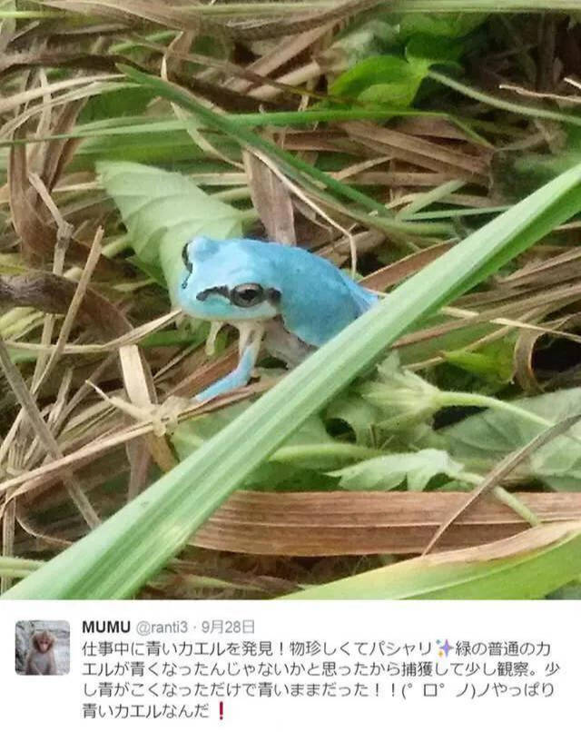 原创日本雨蛙天蓝色的青蛙你见过吗神奇动物在这里