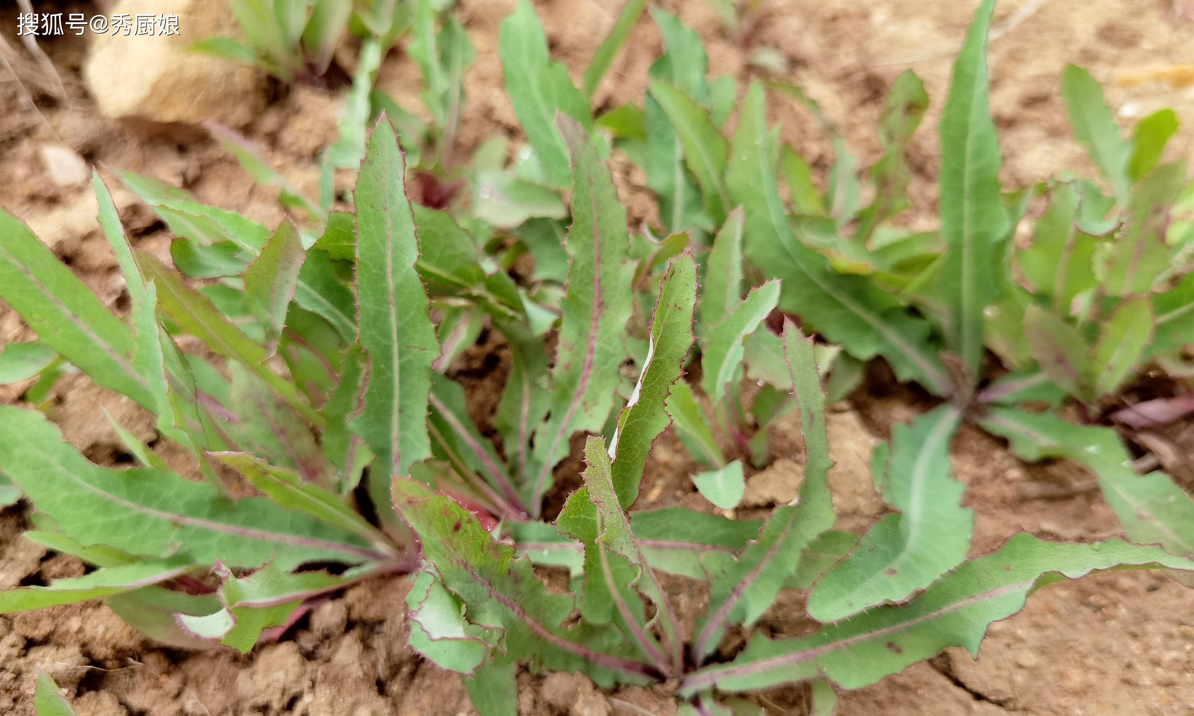6月遇见要抓紧吃,鲜嫩营养,全身是宝,别不懂吃_曲麻菜_苦味_野菜