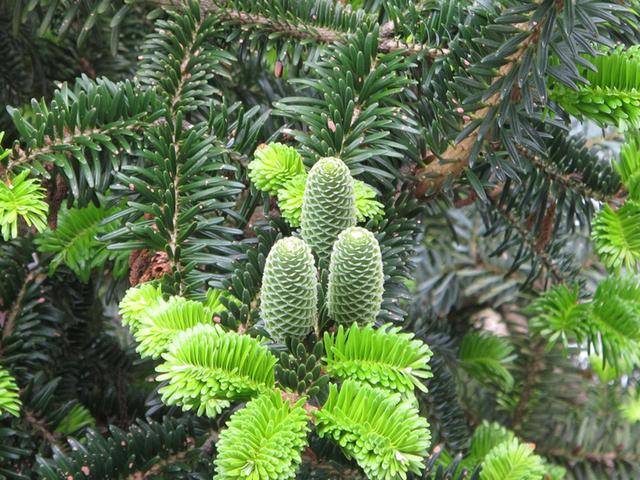 但无论如何,百山祖冷杉都十分稀少,是濒危珍稀植物,如果你在野外见到