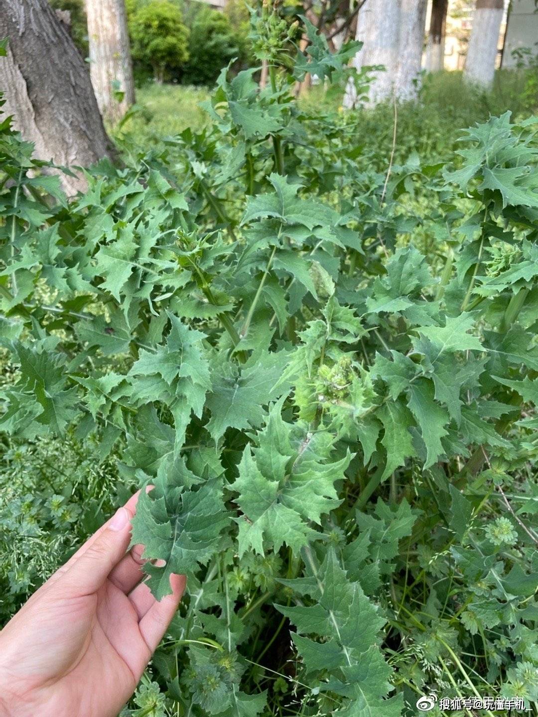 上海网友小区封闭吃了57天绿化带植物,识别出84种草药_食用_野草_结果
