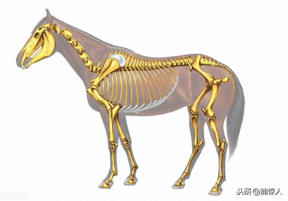 图片来源互联网因为成年之后的马,骨骼,肌腱等都发育得很成熟,这时的