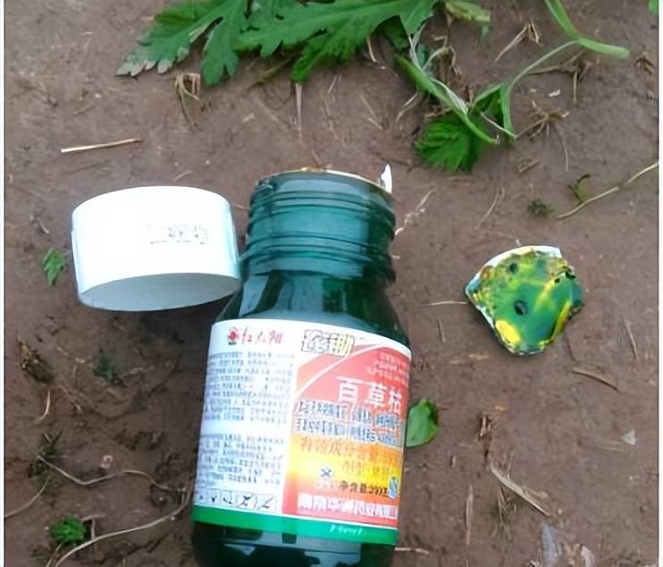 比百草枯还略胜一筹14岁女孩半夜渴醒误服敌草快它到底多毒