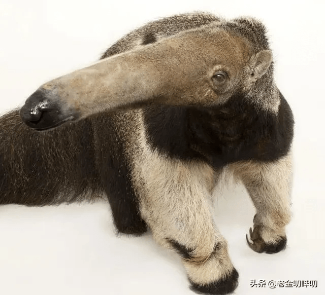 原创食蚁兽是美洲平原的梅超风打起架来美洲豹也顶不住