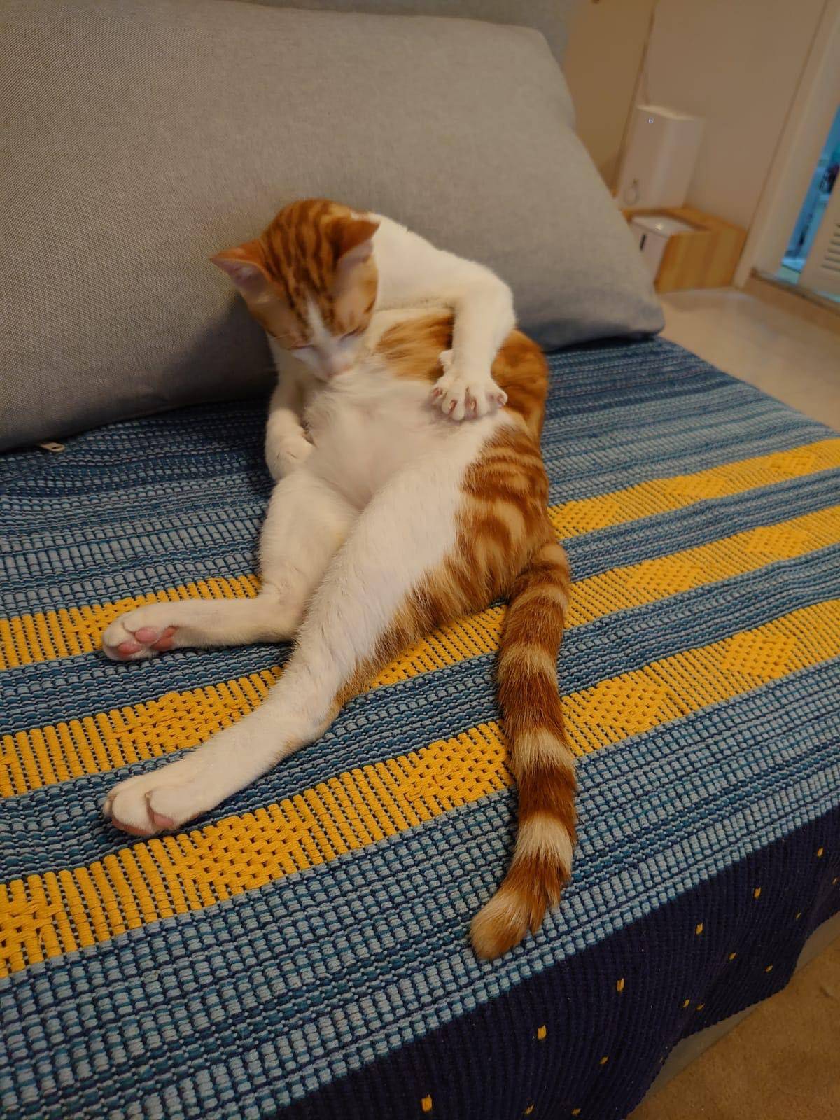 原创猫咪超瘦疑似吃不饱主人爆真实照片肚子上的赘肉都成球了