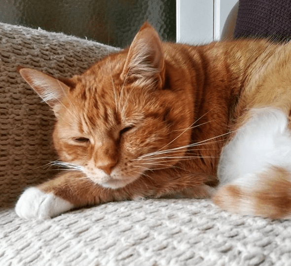 装监控后发现半夜身材口睡大猫,网友:这浓烈的爱_猫咪_肚子_费洛蒙