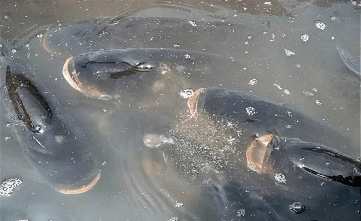 杭州万安桥大量鱼浮出水面!