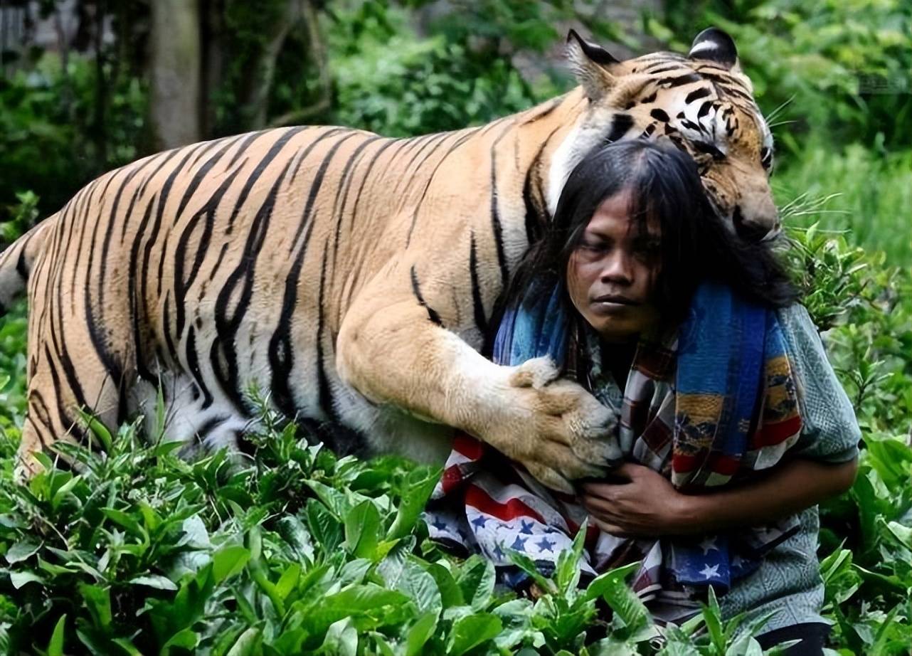 游客动物园拍老虎，猝不及防被老虎喷了一身尿_凤凰网视频_凤凰网