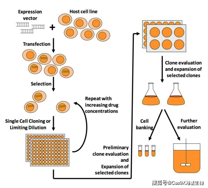 重组蛋白表达工程细胞株的构建流程图representatio