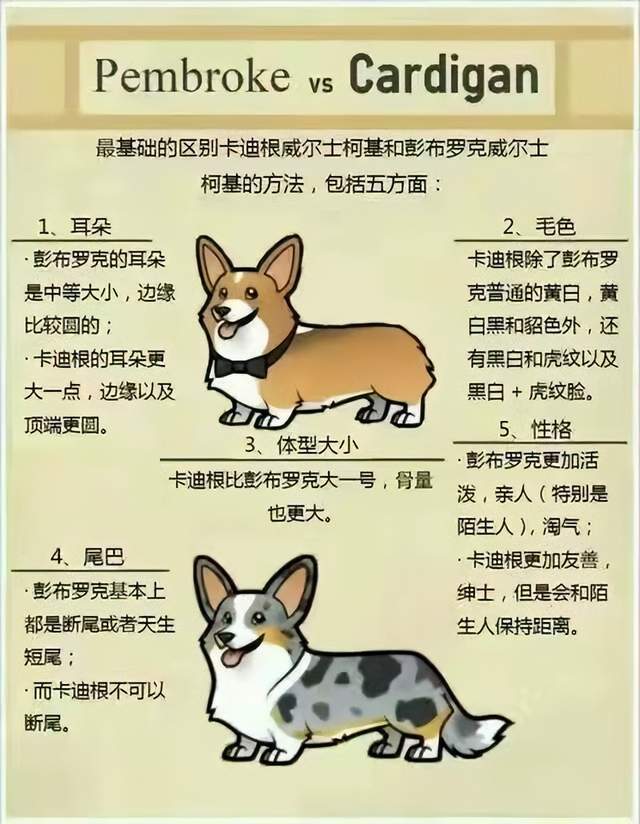 最擅长抖臀舞的柯基犬你了解它吗