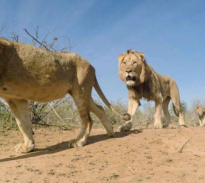 水坑四侠"希尔达"与查尔斯顿狮群的往事_盟友_阿姨_雄狮