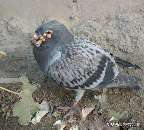 喜欢养鸽子的前提是得懂鸽子,鸽子最全常见疾病_症状_养殖_伤风