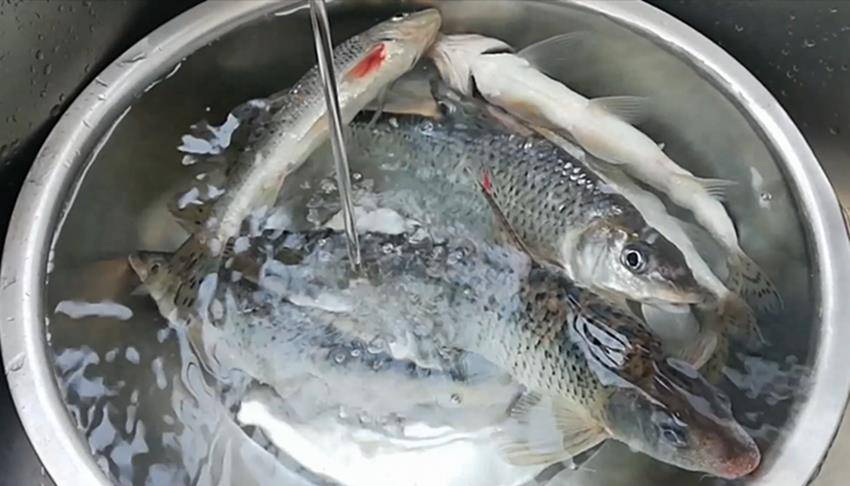 "花骨鱼"泰州人称"江鲈丁"肉质细嫩鲜美,看大厨简单好吃做法