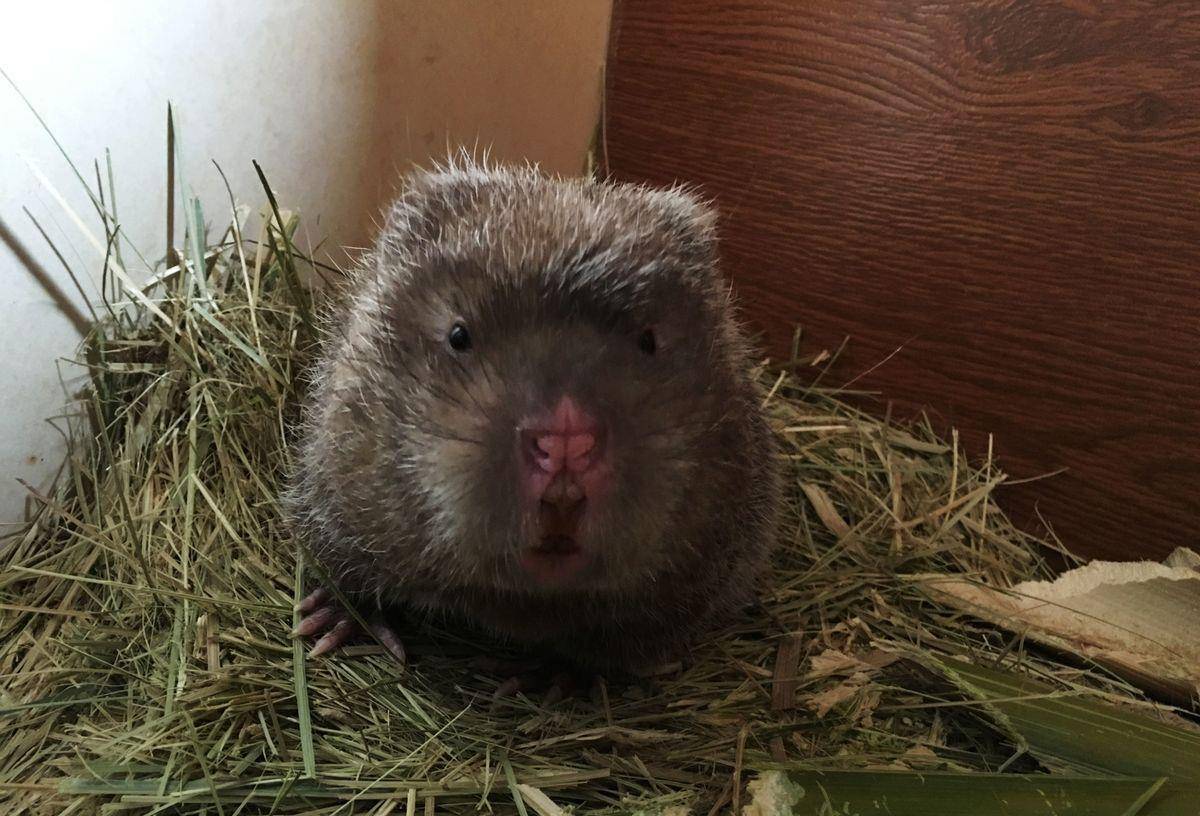 原创为什么说广东人爱吃老鼠肉老鼠肉真的能吃吗