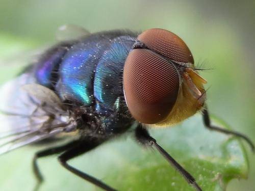 最怪异的昆虫长什么样远看像天牛眼睛却像挂在触须上还是只蝇