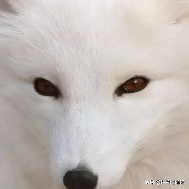 原创长成什么样才能被叫狐狸精娱乐圈坏女人的脸竟然这么撩人