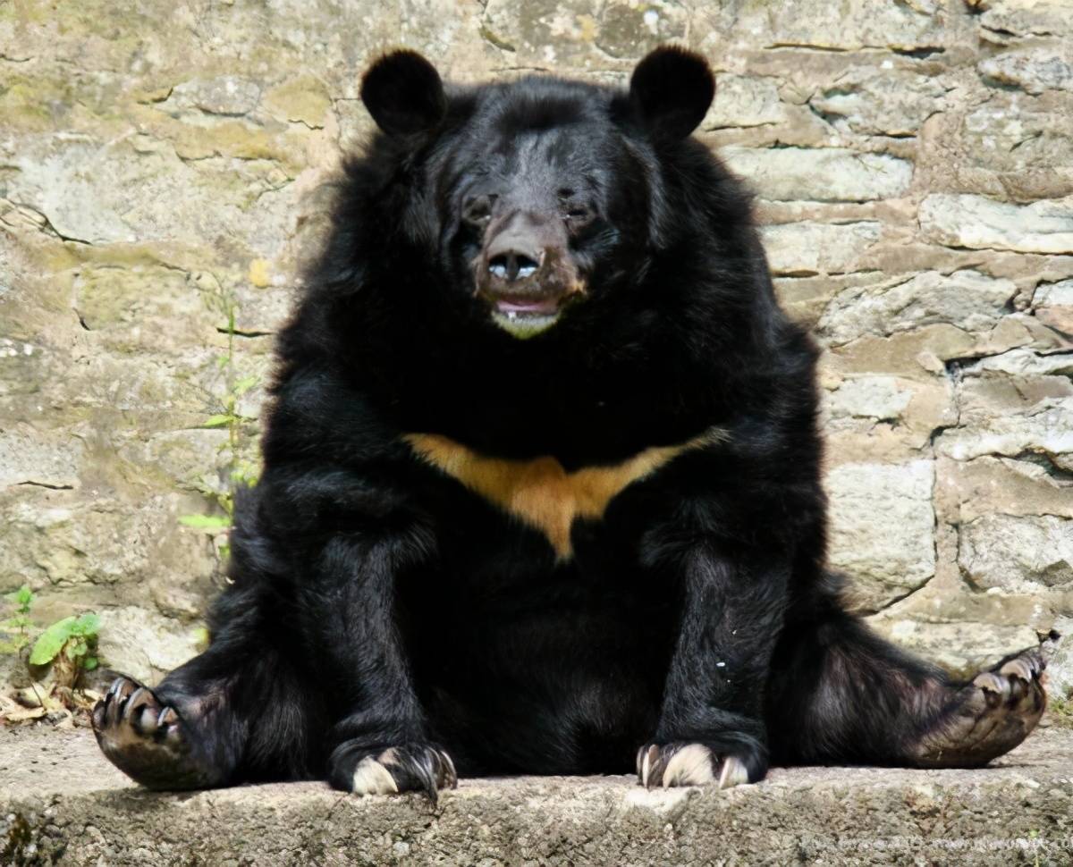 原创遇到熊怎么办逃跑死得快装死未必行