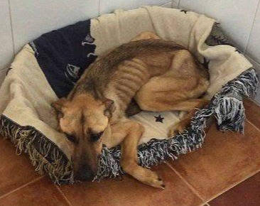 主人出差一个月,狗狗饿得瘦骨如柴,像白骨精,恢复原貌后太帅了_时候