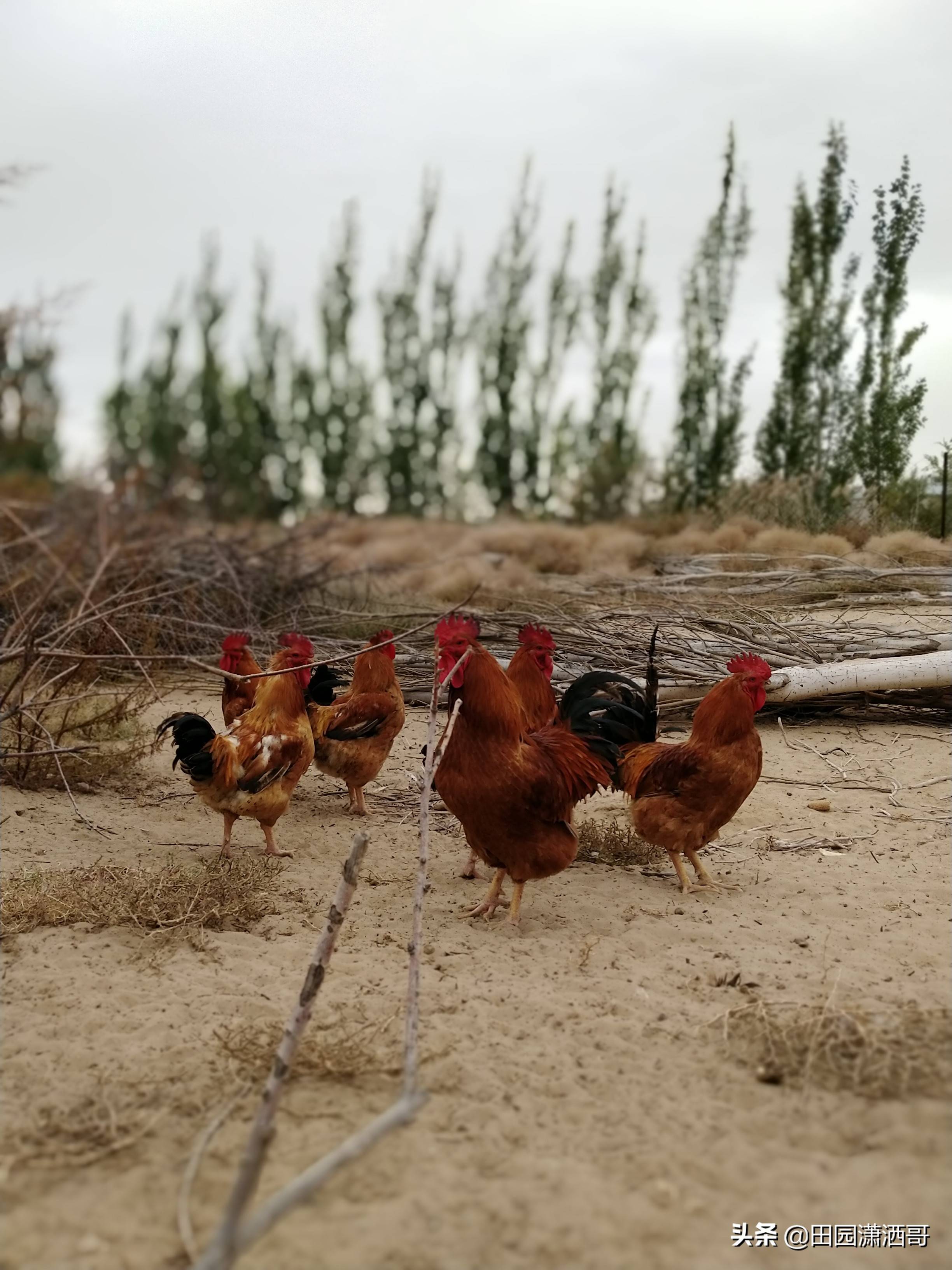 原创农村老妈妈放养的红公鸡霸气十足沙漠觅食的健壮身姿令人叹服