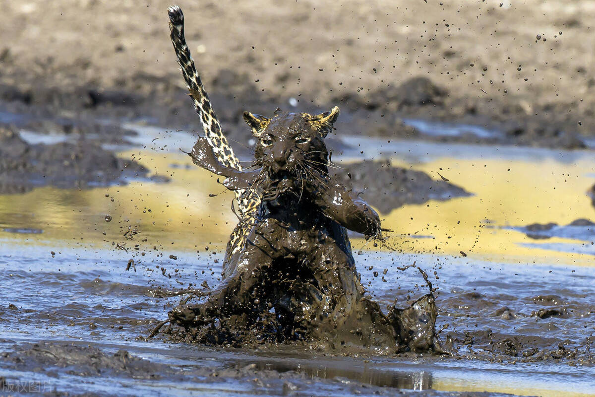 原创凶狠残酷的野蛮世界盘点动物捕食瞬间网友太可怕