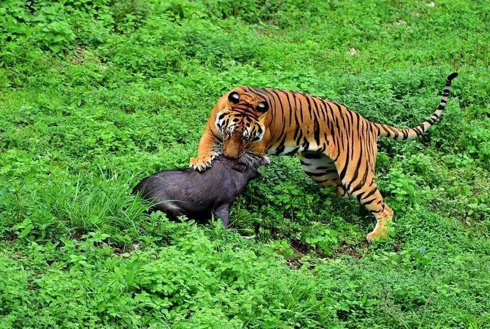 原創最兇猛貓科動物排行榜花豹連前10都進不去