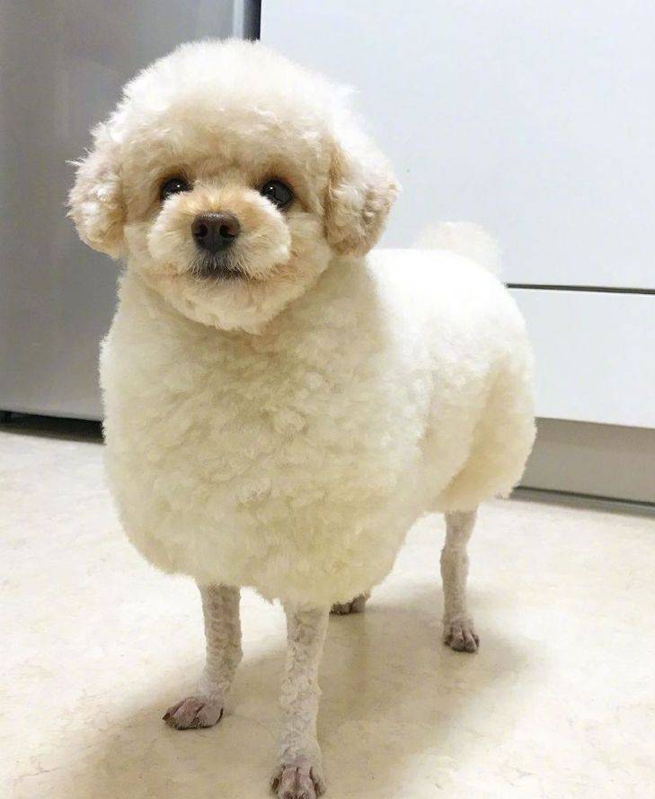 别轻易给贵宾修腿毛,不然.你将会收获一只小绵羊!_狗狗_毛发_效果