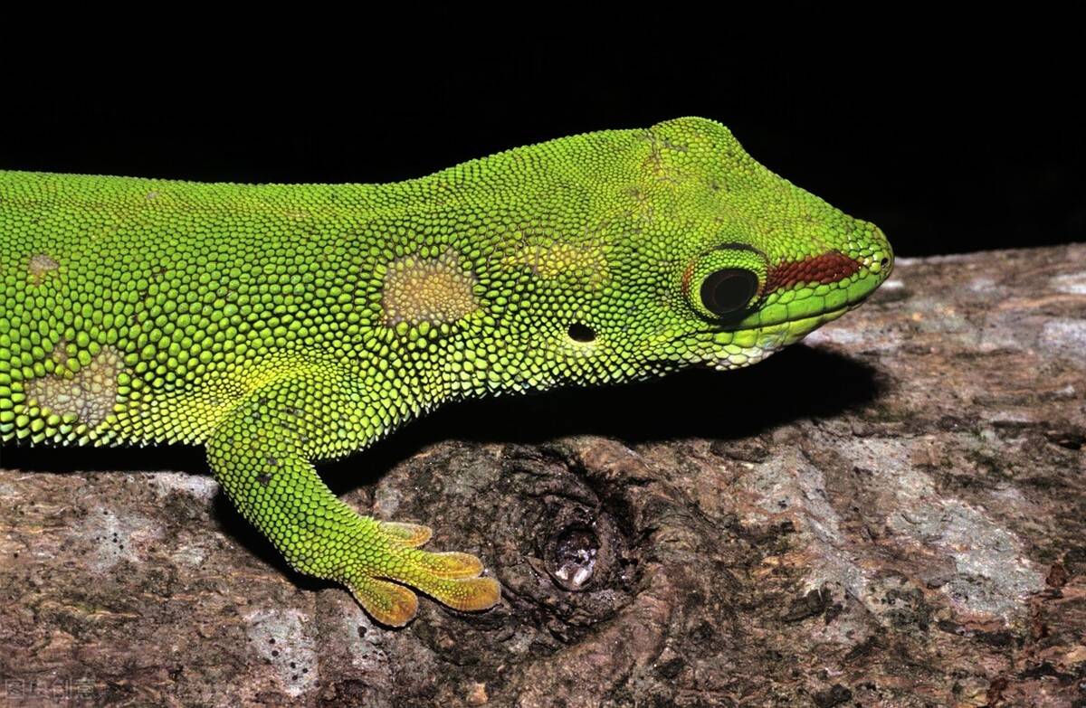 马达加斯加日守宫拥有绿宝石之称却是个没有大脑的怪物