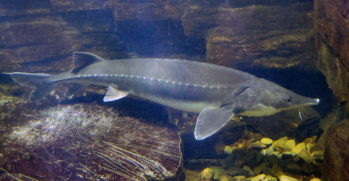 中华鲟连续3年产卵中断 专家:未来20年内有灭绝风险_长江_葛洲坝水电