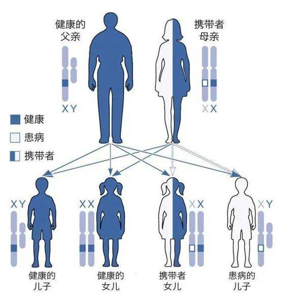 在遺傳諮詢門診,張坤主任告訴周雪,她攜帶的這個致病基因比較特殊.