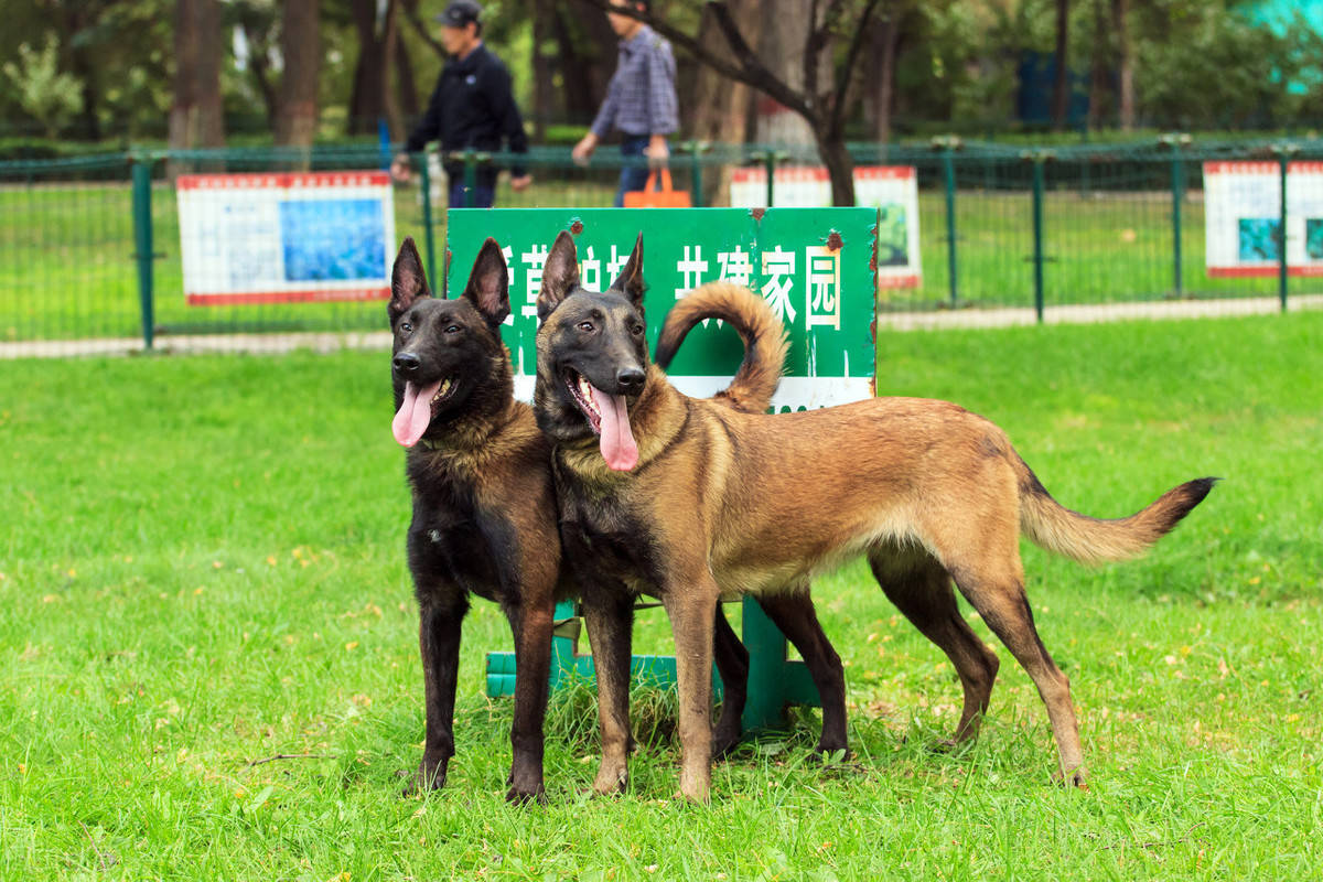 中国六大知名警犬,你最喜欢哪一种?