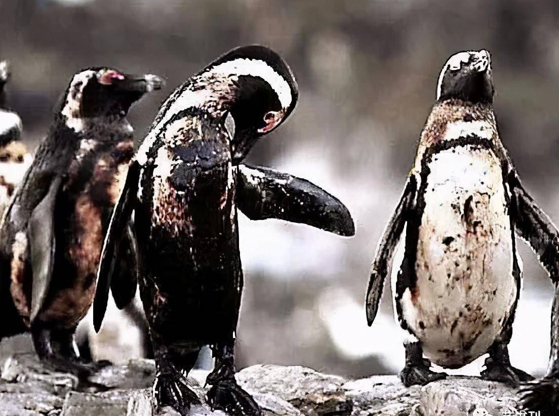 原创给明星做造型的垃圾行为艺术家雷人背后的那一份深刻