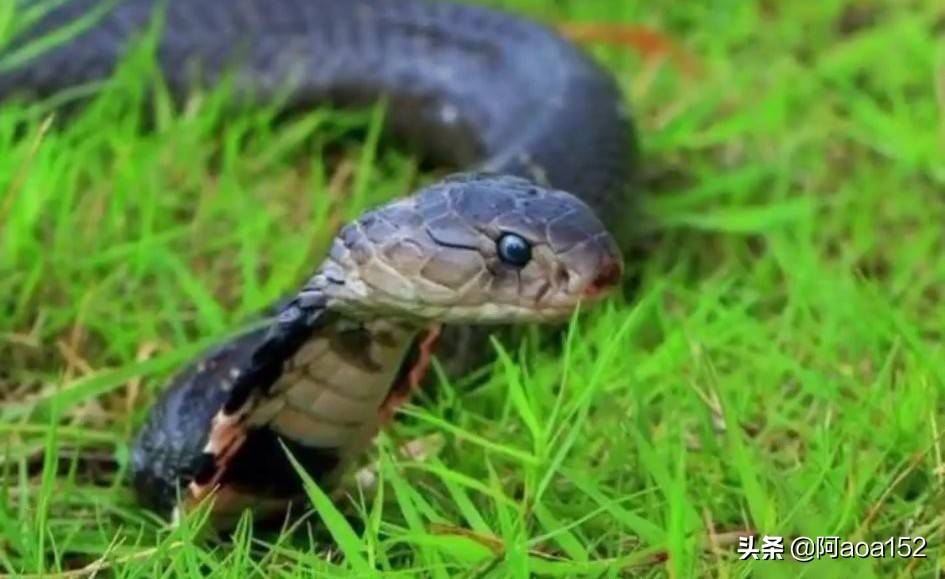 原创中国毒蛇十大排行榜第一种被咬了没救你们猜猜看第一是什么蛇