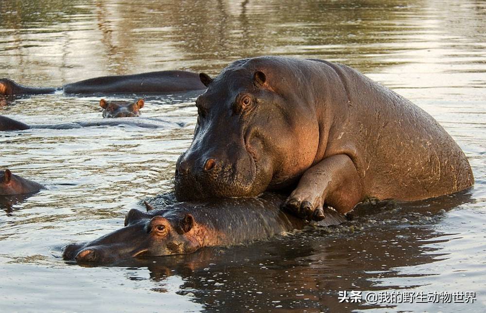 原创河马靠拉屎吸引异性交配时不小心会窒息