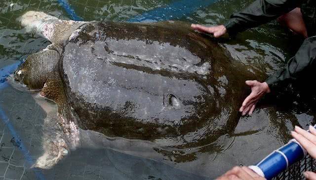 原创越南国宝千年神龟标本对外展示曾是最大乌龟长得像奔波霸
