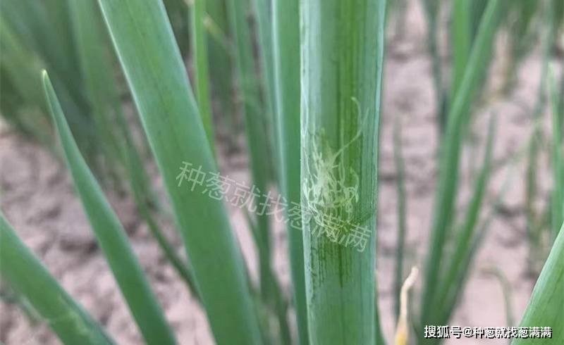 大葱斑潜蝇频发如何防治
