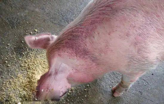 76 小便少而赤黄,大便球状,长卧.