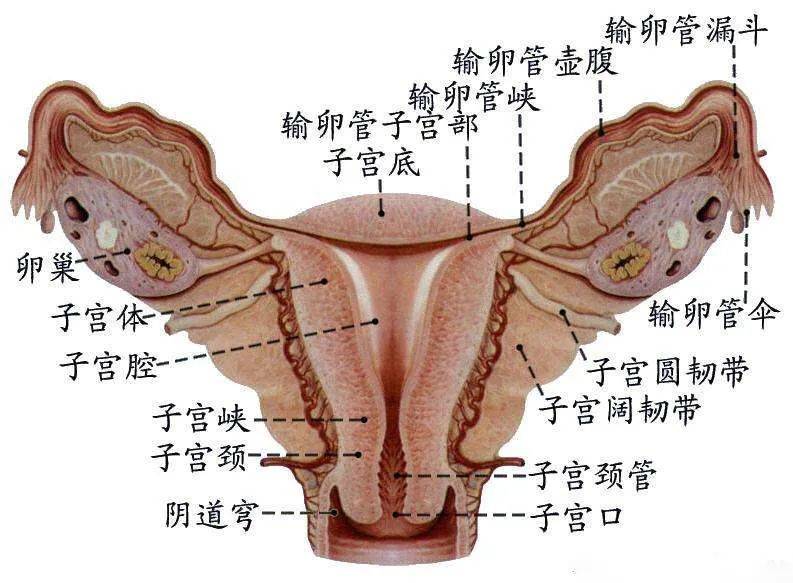 女性子宫正常位置是在女性的骨盆的上面,最主要的支撑力量就是盆底
