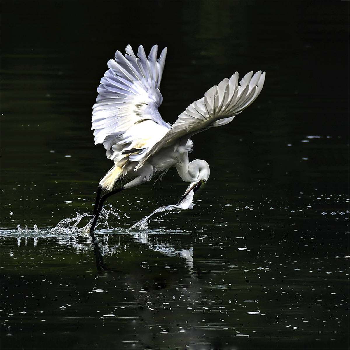 原创中国野生保护鸟类摄影专题作品欣赏01667白鹭