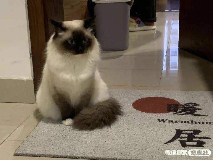 九个月大左右的重点色手套布偶,宠友社发布_盛达_地址_黑脸