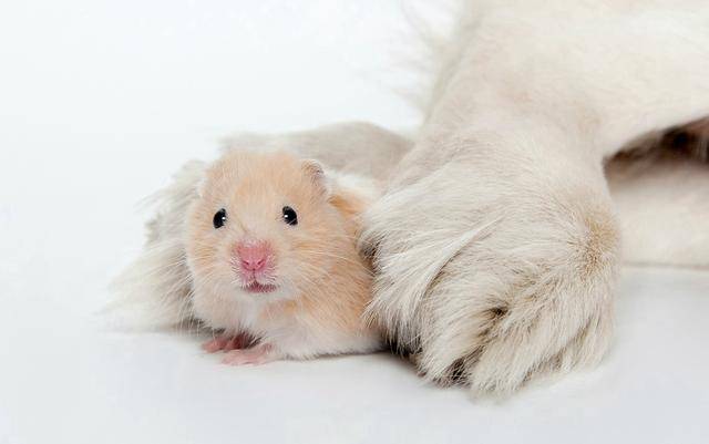 金丝熊怕冷吗?它们的寿命有多长?_时候_宠物_动物