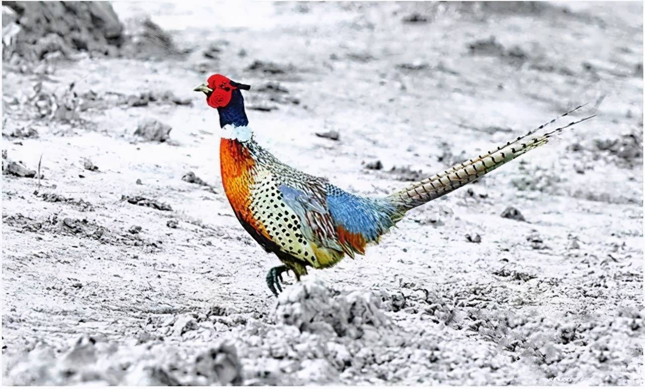 原创原生态保卫战丨野凤凰择大庆而栖