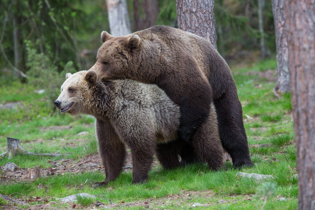棕熊为了交配,对自己的幼崽都下狠手,奇怪的知识来了