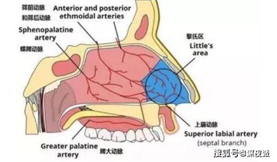 流鼻血常见的部位叫“黎氏区”，位于鼻腔的前端，鼻中隔的下方。当这个