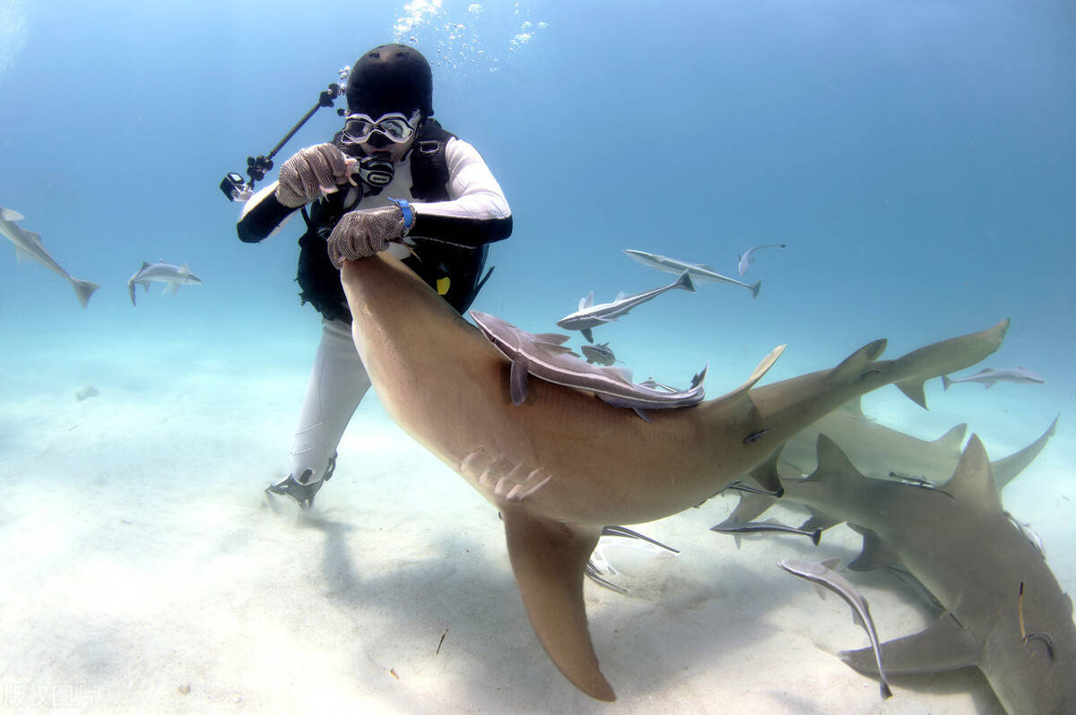 拯救鲨鱼的思维导图图片