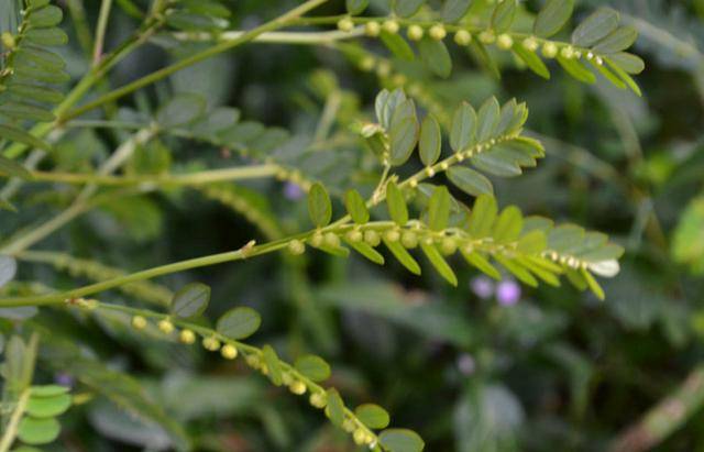 农村常见野草肝炎药"龙珠草",珍贵价值大,可盆栽做盆景,漂亮_地方_cm